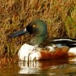 Canard souchet mâle