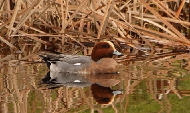 Canard siffleur