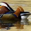 Canard mandarin mâle