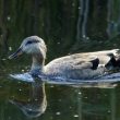 Canard chipeau