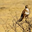 Buse variable sur son perchoir