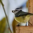 Mésange bleue à la mangeoire