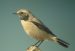 Traquet du désert | Oenanthe deserti | Desert Wheatear