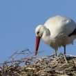 Cigogne blanche préparant son nid