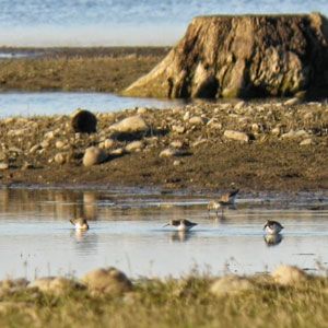 Suivi de la migration postnuptiale sur le lac de Momas-Ayguelongue