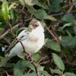 Pinson des arbres leucique (leucistique)