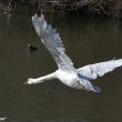 Vol du cygne au dessus du Loiret