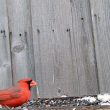 Cardinal rouge à la mangeoire