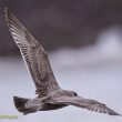 Goéland d’Amérique de 1er hiver dans l’estuaire de la Bidassoa