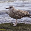 Goéland d’Amérique de 1er hiver dans l’estuaire de la Bidassoa