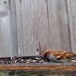 Cardinal rouge, moineau et juncos à la mangeoire