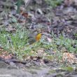 Leiothrix jaune dans un jardin