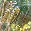 Une petite mesange dans mon jardin