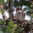 Chez certains rapaces, les mâles ne savent pas s’occuper seuls de leurs petits