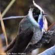 Redécouverte du Colibri à barbe bleue en Colombie