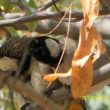 Bulbul à oreillons blancs