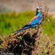 Informations ornithologiques récentes remarquables en Espagne