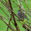 Fauvette à tête noire passant du lilas au lierre