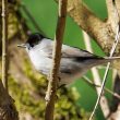 Fauvette à tête noire dans un lilas