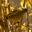 Verdier d’Europe dans un forsythia