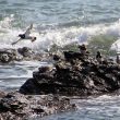 Tournepierres à collier au bord de la mer