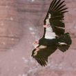 Condor de Californie adulte dans le Nevada