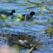 Nidification d’un couple de Foulques macroules sur le Loiret