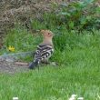 Huppe fasciée dans le jardin