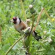 Repas aux fines herbes