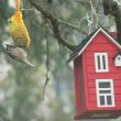 Mésange huppée sur une boule de graisse