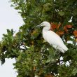 Aigrette garzette dans les chênes