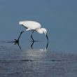 Aigrette pêchant