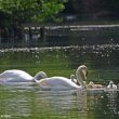 Cygnes père et mère alimentant leurs cygneaux nés début mai