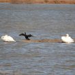 Un cormoran parmi les cygnes