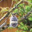 Mésange huppée préparant son nid