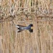 Gallinule poule-d’eau et son reflet