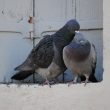 Deux pigeons s’aimaient d’amour tendre….