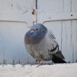 Un beau pigeon