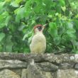 Pic vert sur le mur de mon jardin