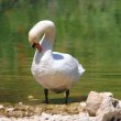 Cygne tuberculé faisant sa toilette