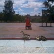 Une famille de canards en vadrouille