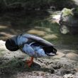 Canard colvert faisant sa toilette