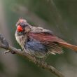 Cardinal rouge après le bain