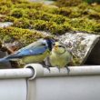 Mésange bleue et son petit