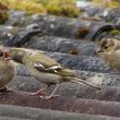 Famille de Pinsons des arbres