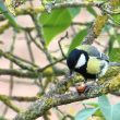 Mésange charbonnière dégustant une cacahuète