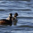 Couple de Grèbes à cou noir