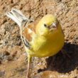 Observer le Moineau doré au Sahara occidental (Maroc)