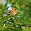 Pinson des arbres aux premières lueurs du jour