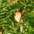 Pinson des arbres : chant du matin